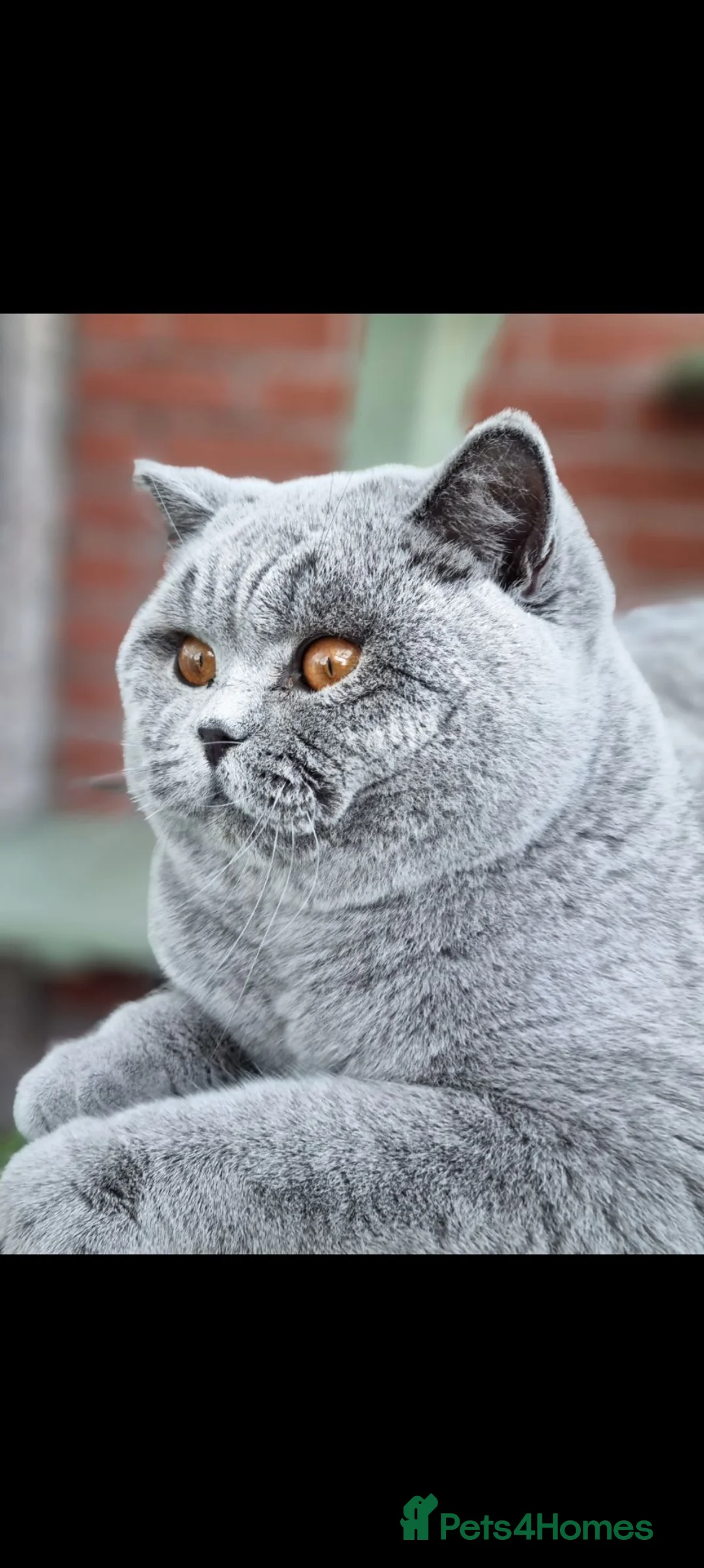 British Shorthair cats for sale: British blue Shorthair boy. - Advert 2