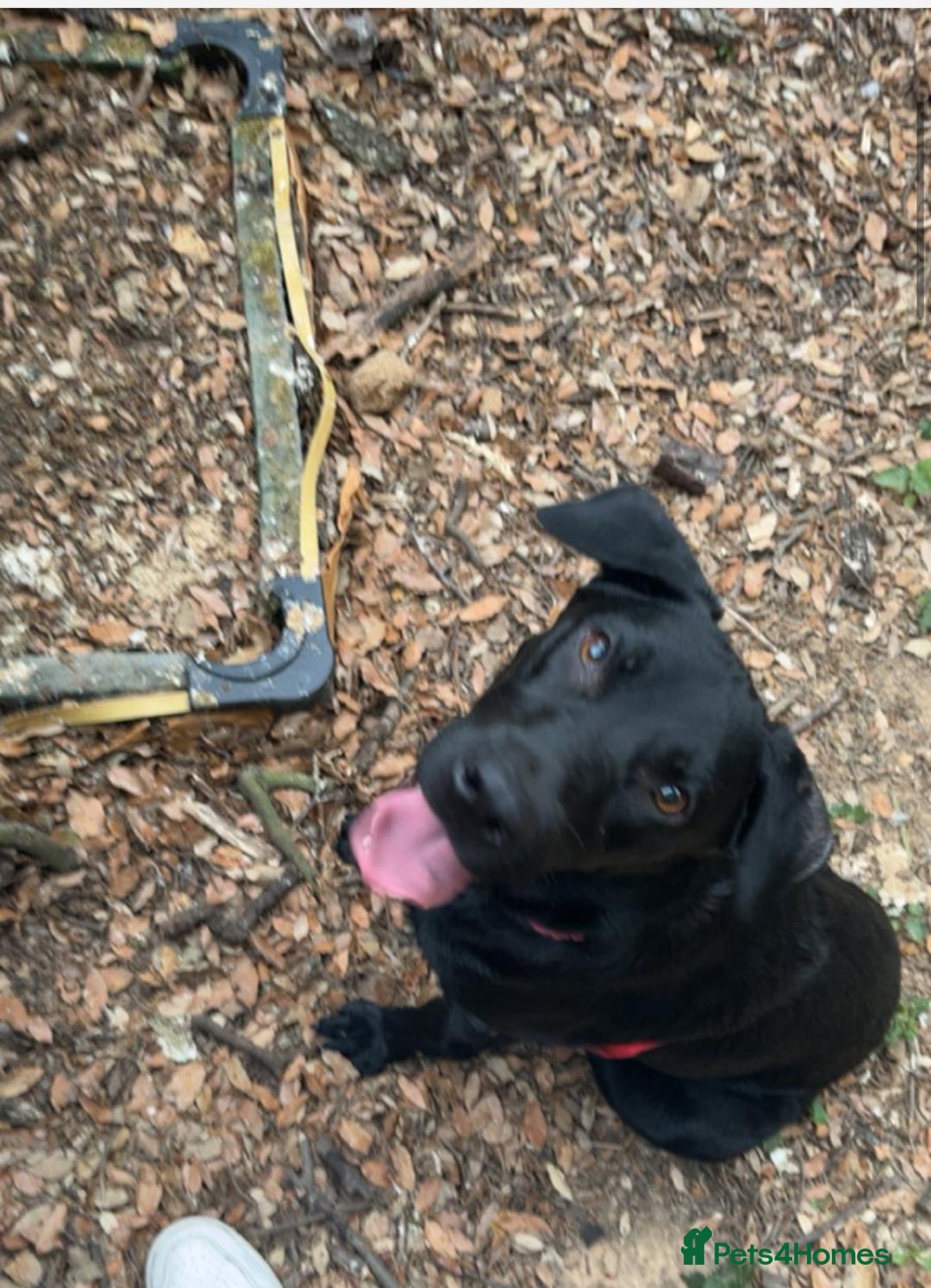 Mixed Breed dogs for sale: Lucky - Image 3
