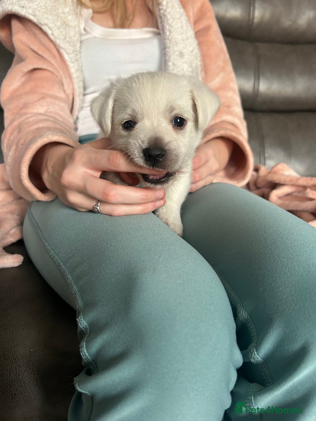 West Highland Terrier dogs for sale: Gorgeous West Highland White (Westie) Puppies - Image 21