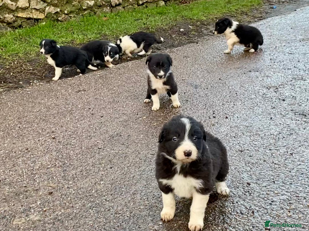 Border Collie dogs for sale: Lovely Border Collie puppies - Advert 1