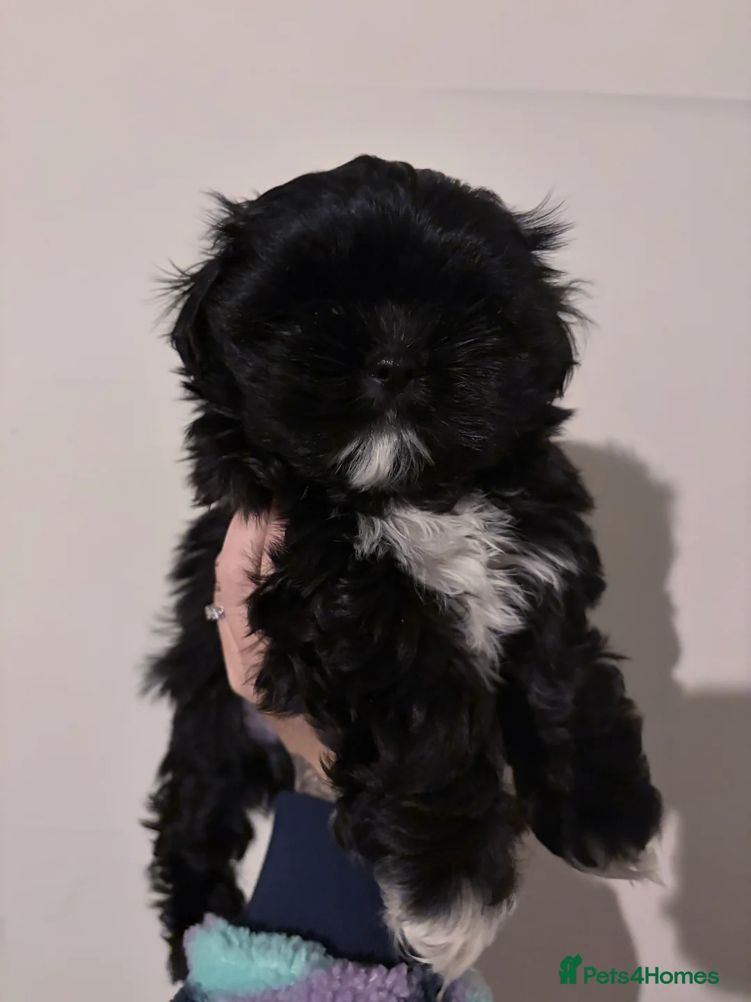 Shih Tzu dogs for sale: shih tzu boy for sale  - Advert 2