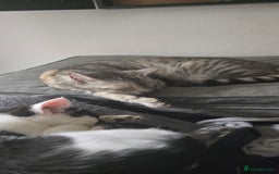 Mixed Breed cats for sale: Gorgeous maine coon X bengal kittens!  - Image 2