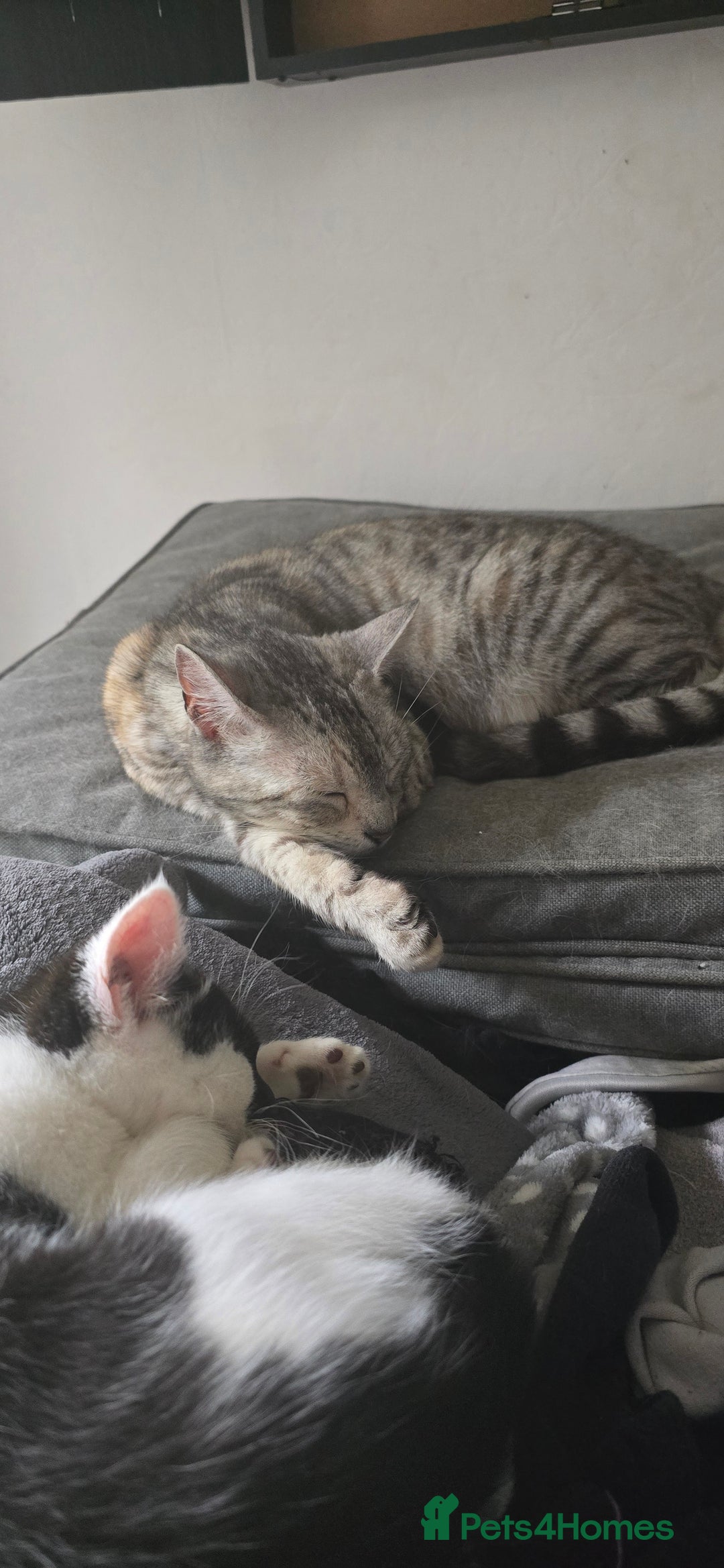 Mixed Breed cats for sale: Gorgeous maine coon X bengal kittens!  - Image 2