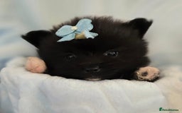 Pomeranian dogs for sale: Pomeranian puppies  - Image 4