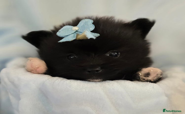 Pomeranian dogs - Advert 5