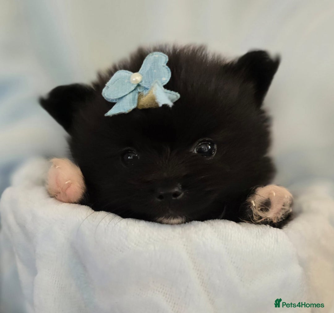 Pomeranian dogs for sale: Pomeranian puppies  - Image 4