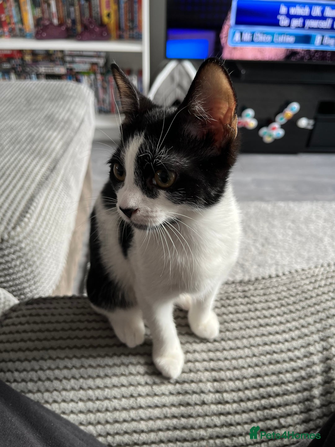 Mixed Breed cats for sale: 10 month old girl  - Image 1