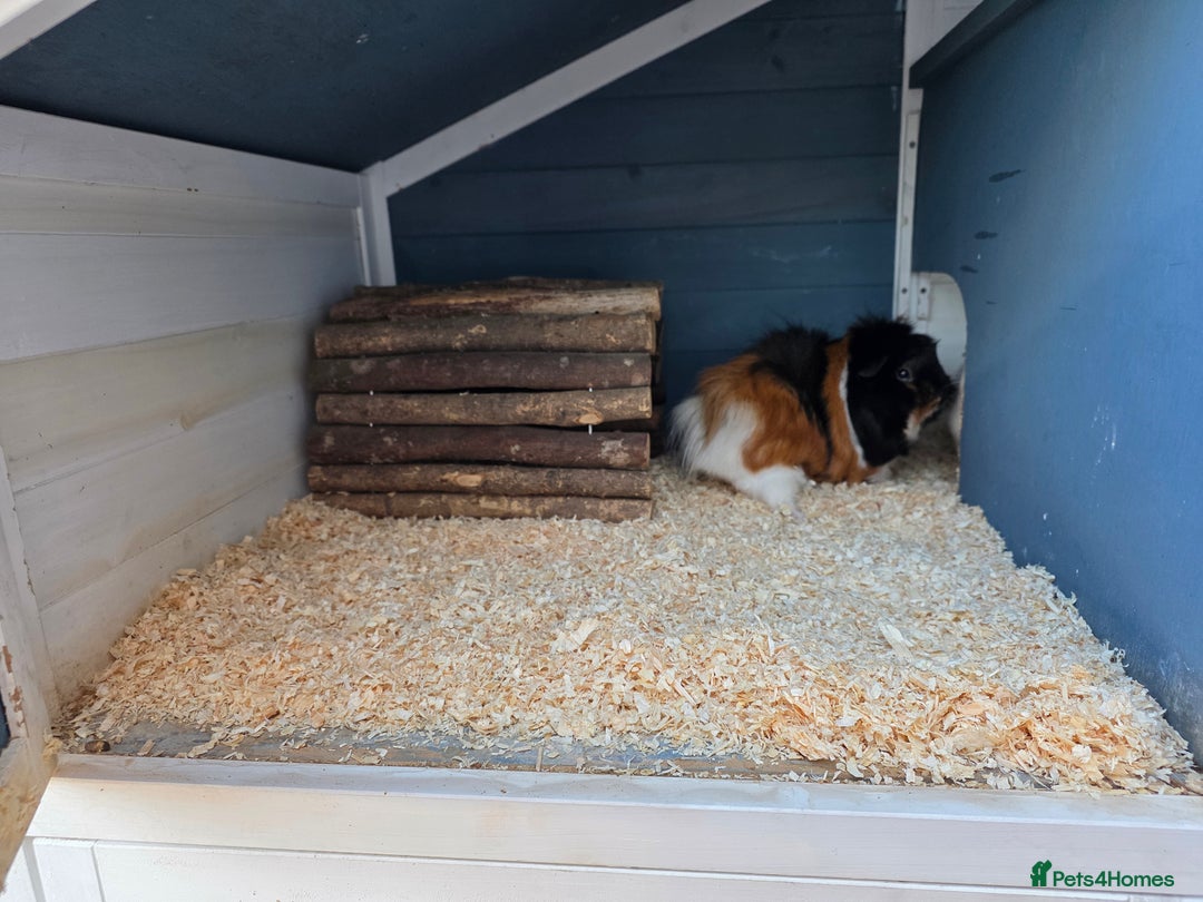 Guinea Pig rodents for sale: 2x Female Guinea Pigs & Bluebell Hutch - Image 3