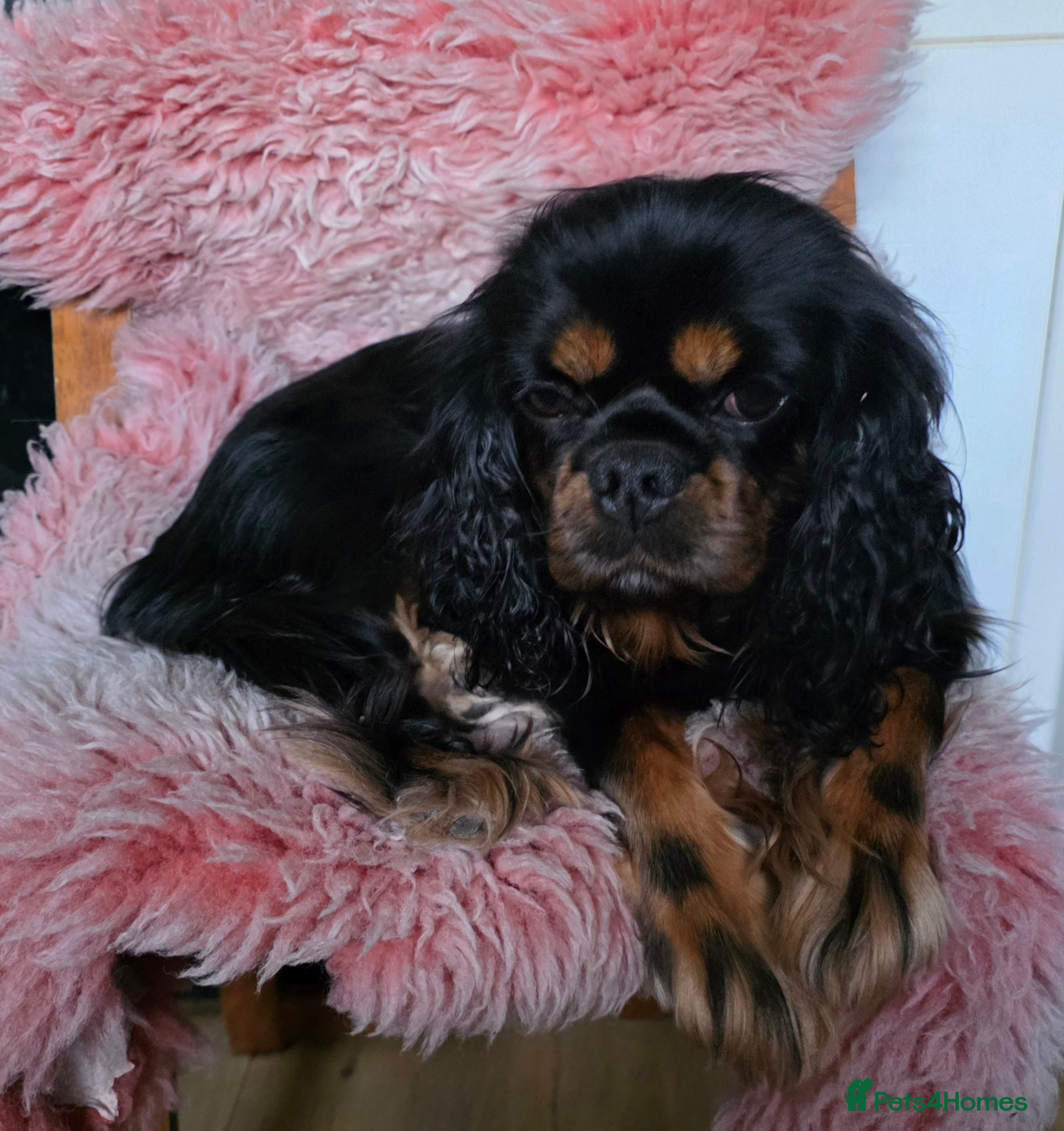 Cavalier King Charles Spaniel dogs KC reg cavalier king charles puppy - Advert 4