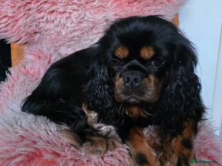 Cavalier King Charles Spaniel dogs KC reg cavalier king charles puppy - Advert 4
