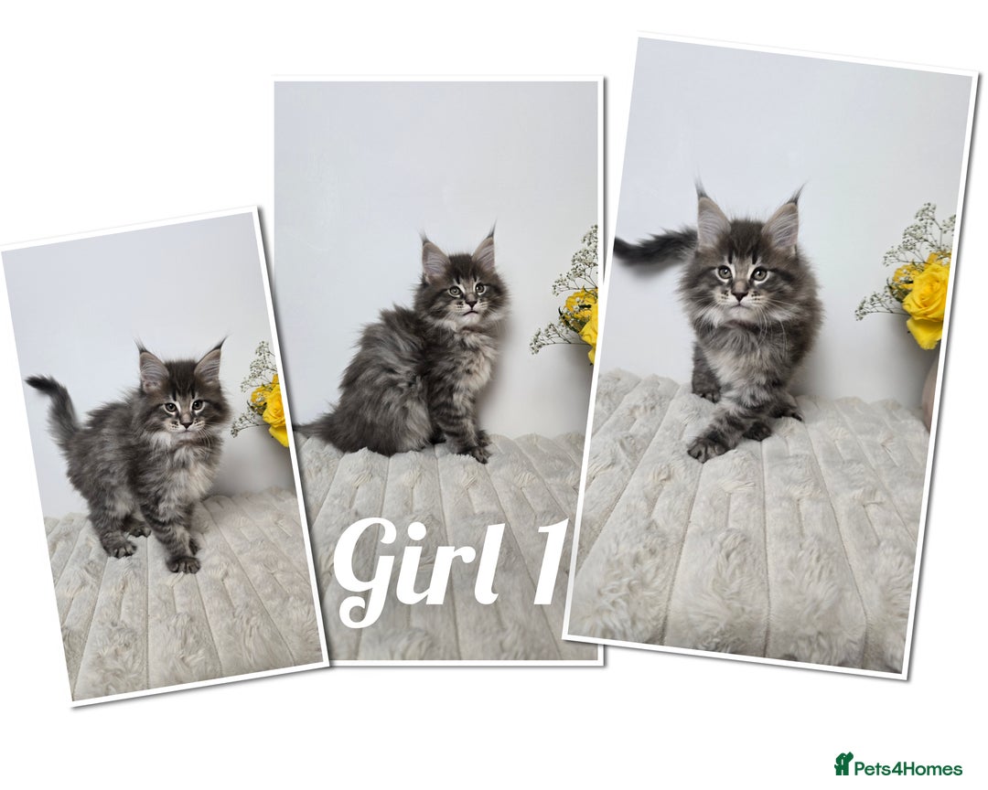 Maine Coon cats for sale: TICA registered maine coon kittens - Advert 2