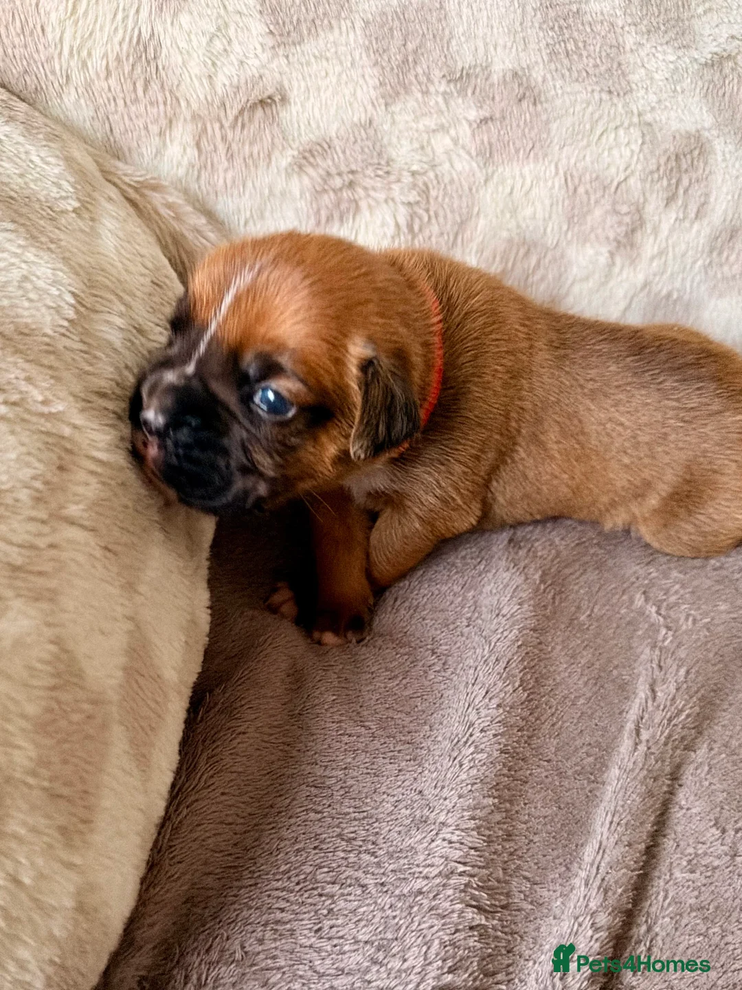 Boxer dogs for sale: KC Reg Boxers - 5 Beautiful Girls Ready Soon - Advert 6