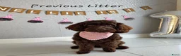 Cockapoo dogs for sale: F1 Miniature Cockapoo's  - Advert 10