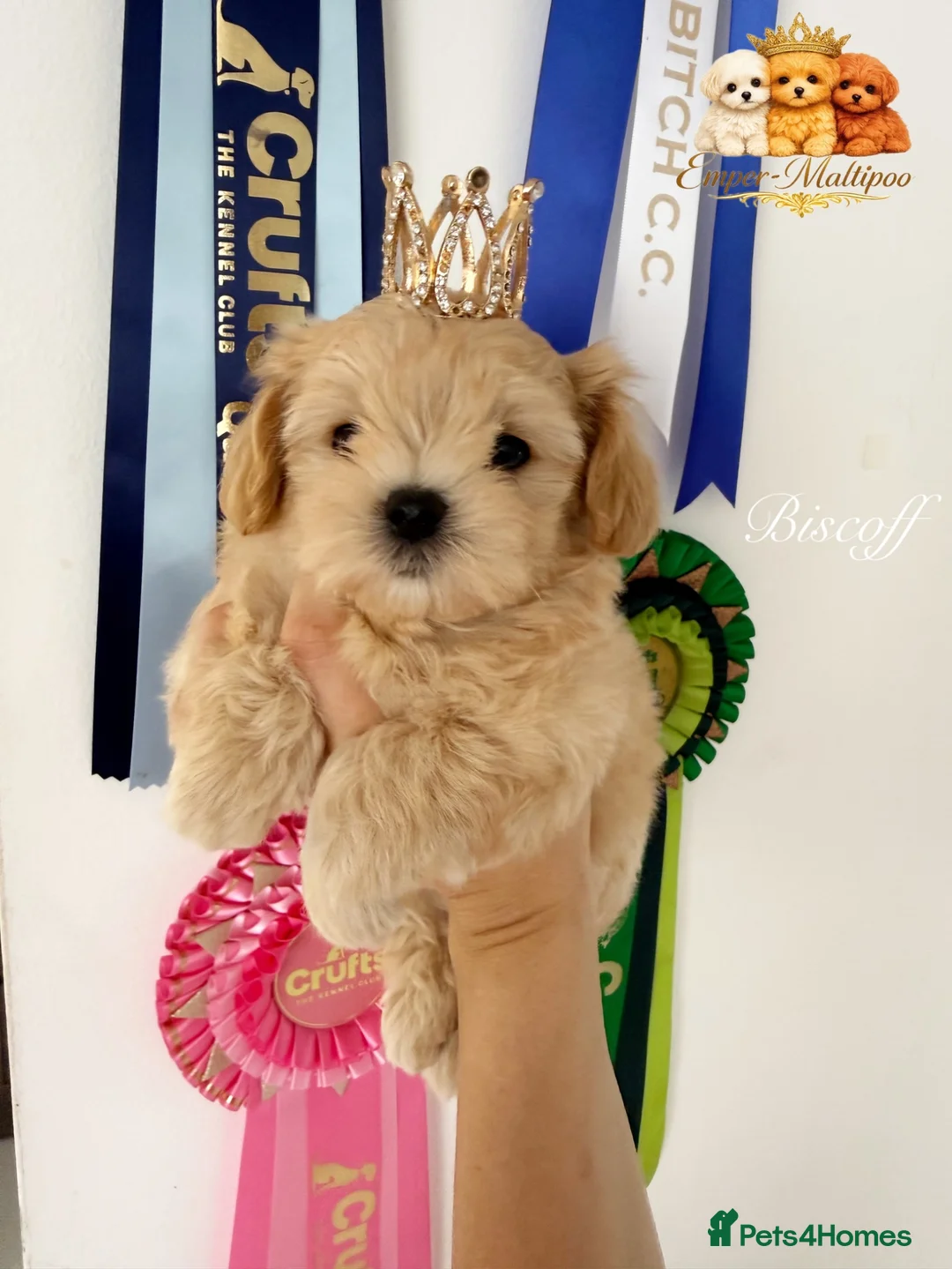 Maltipoo dogs for sale: Tiny Teddy Maltipoo- from Asian teddy dad! - Advert 1