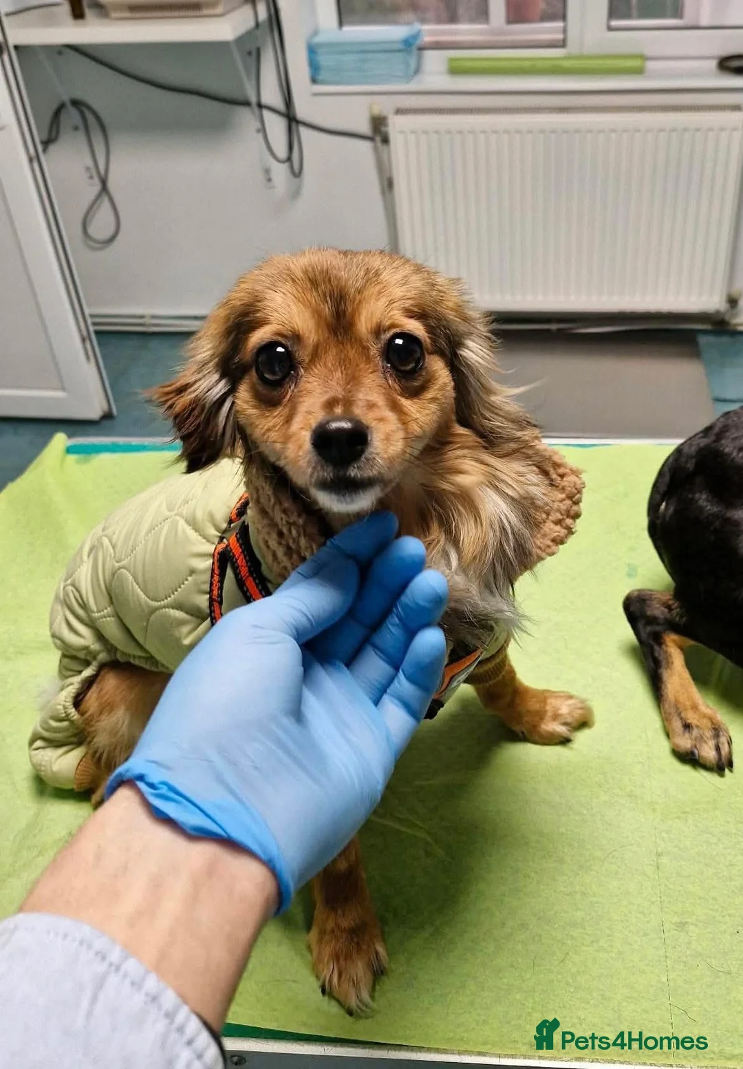 Mixed Breed dogs for adoption: ANA - FOR ADOPTION  - Advert 7