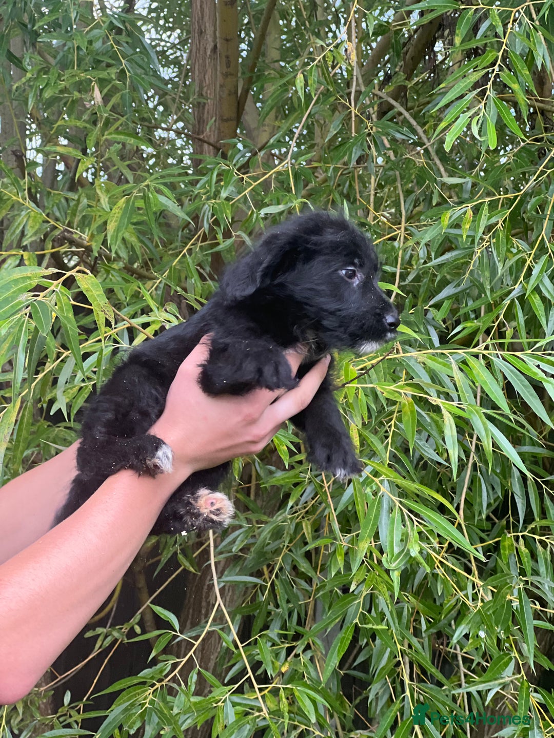 Bordoodle dogs for sale: Collie poodle ready now  - Image 3