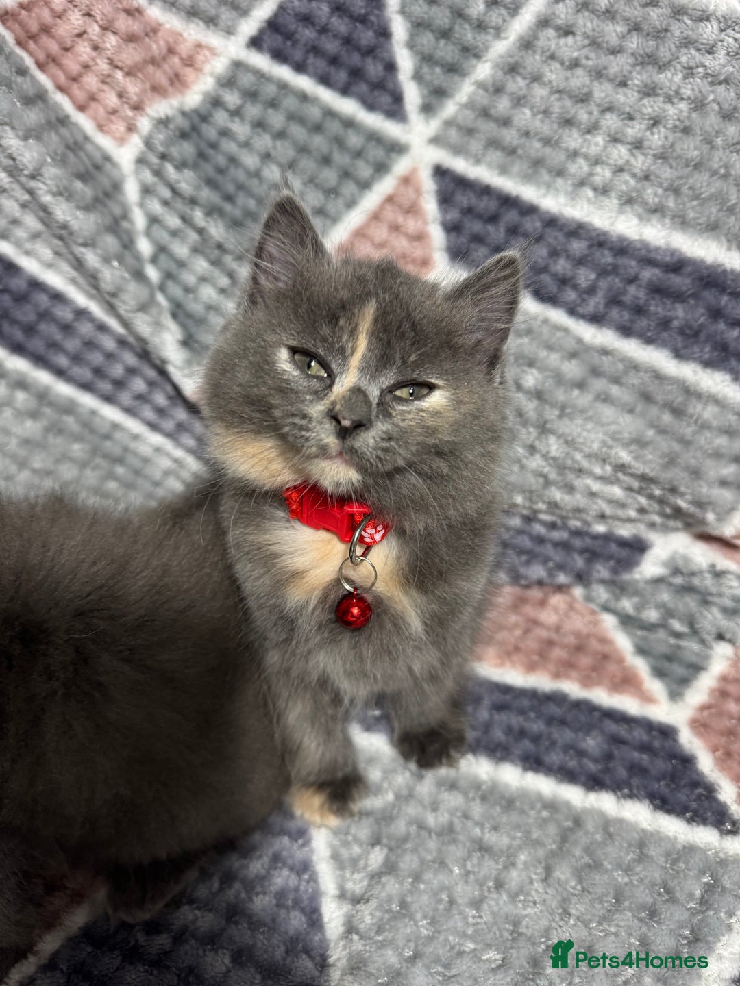 Mixed Breed cats for sale: 🐾 Adorable 9-Week Kittens for Sale 🐾 - Advert 8