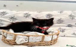 Ragdoll cats for sale: CUTE AND PLAYFUL HALF RAGDOLL KITTENS  - Image 1