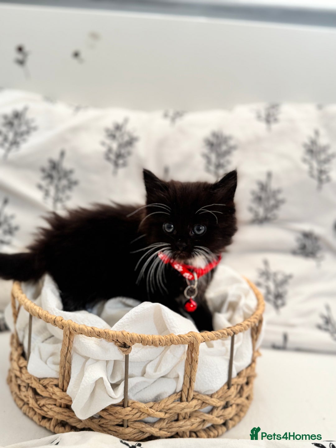 Ragdoll cats for sale: CUTE AND PLAYFUL HALF RAGDOLL KITTENS  - Image 1