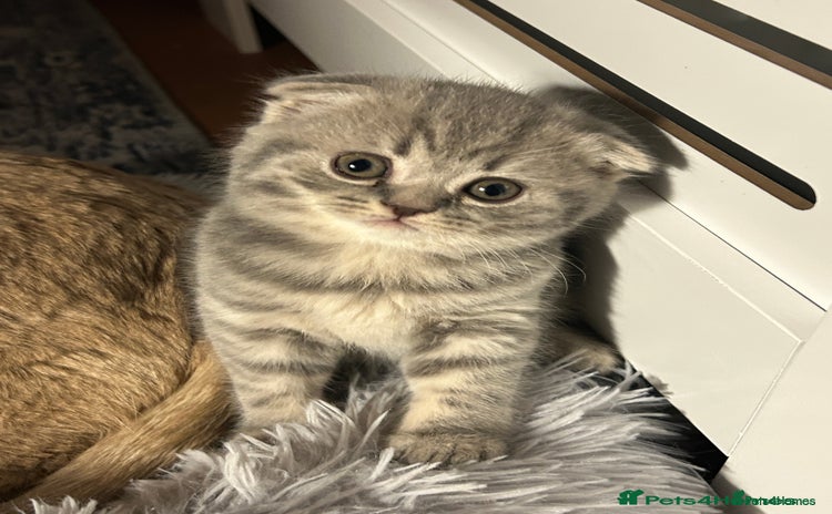 Scottish Fold cats Scottish Fold Female Kitten Blue/Silver Rare - Advert 1