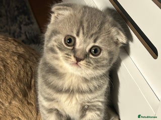 Scottish Fold cats Scottish Fold Female Kitten Blue/Silver Rare - Advert 1