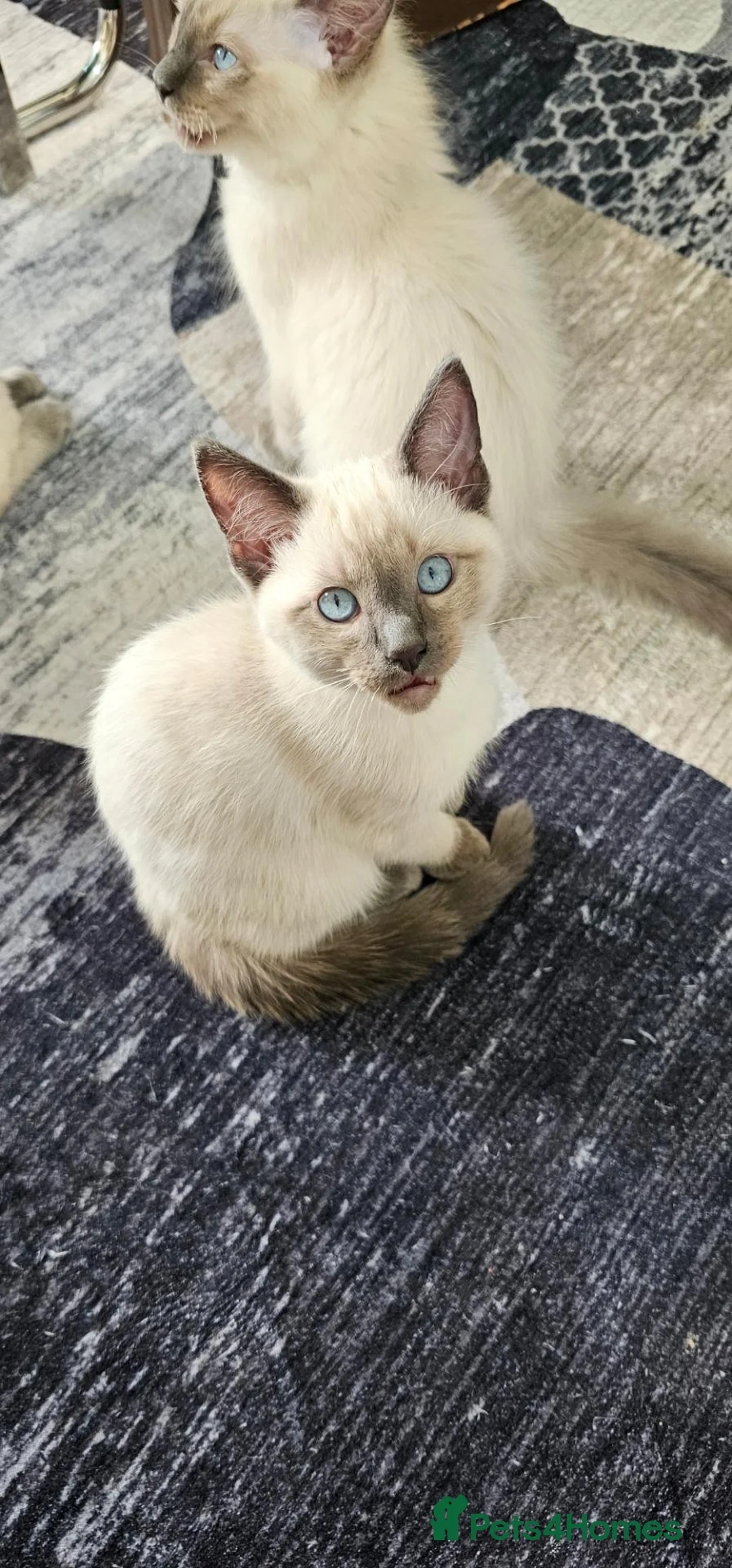 Ragdoll cats for sale: Glasgow Spring Burn  - Advert 13