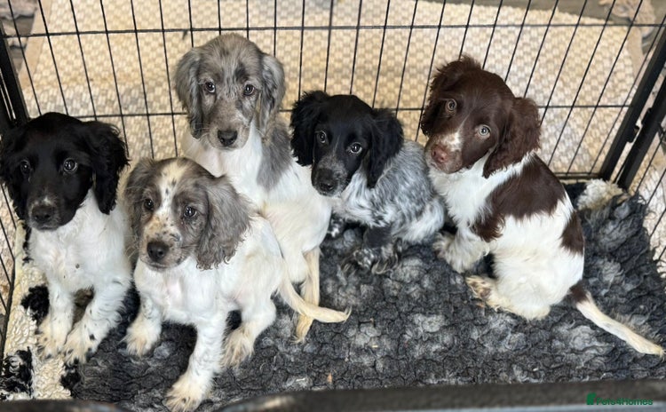 Cocker Spaniel dogs - Advert 8