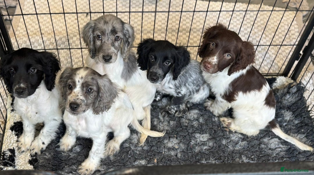 Cocker Spaniel dogs for sale: Cocker spaniel pups  - Image 1