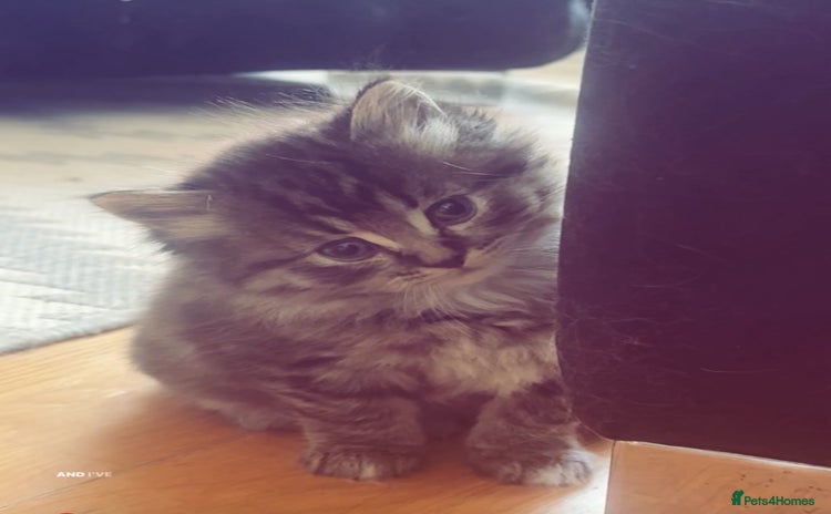 Persian cats - Advert 2