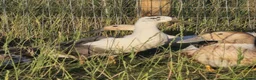 Ducks poultry for sale:  Ducklings Indian Runner Khaki Campbell Appleyard - Advert 12