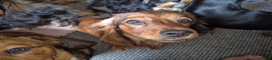 Mixed Breed Puppy 4