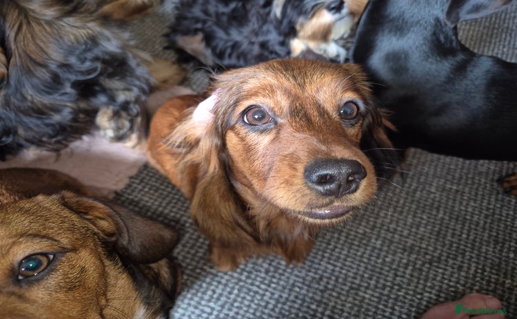 Mixed Breed dogs - Advert 2