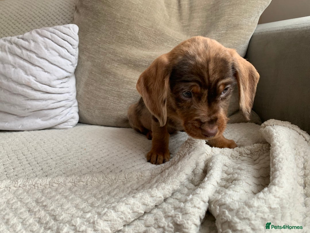 Dachshund dogs for sale: 🌈🌈rainbow litter 🌈🌈 - Image 21