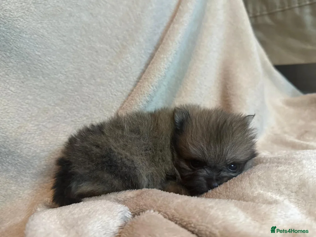 Pomeranian dogs for sale: 🐾 Adorable Merle Pomeranian Puppies for Sale 🐾 - Advert 26