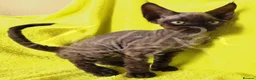 Devon Rex cats for sale: GCCF registered Devon Rex Kittens - Advert 10