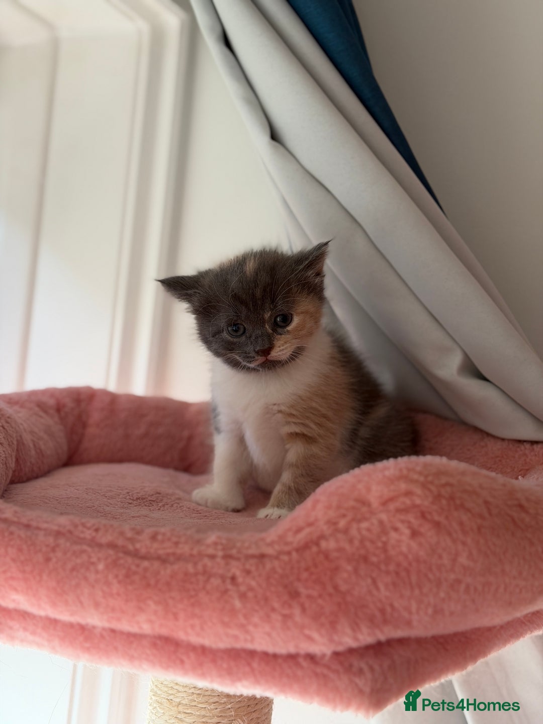 British Shorthair cats for sale: Looking for new home!!! - Advert 14