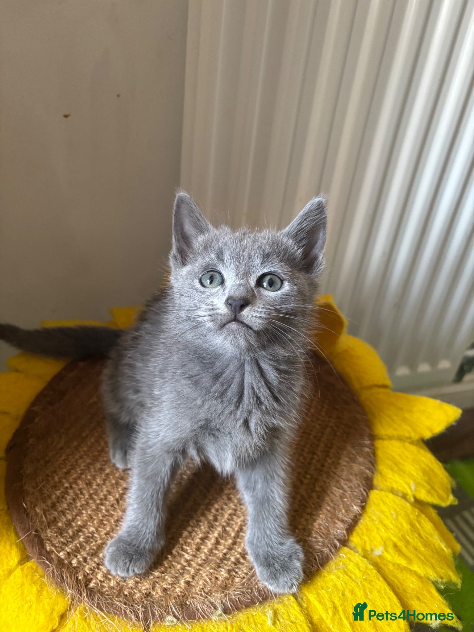 Russian Blue cats Top quality Instagram stars 🌟 Russian blue kitten - Advert 1