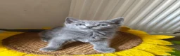 Russian Blue cats for sale: PURE PEDIGREE RUSSIAN BLUE KITTENS INSTAGRAM STARS - Advert 16