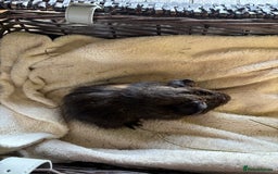 Guinea Pig rodents for sale: Beautiful baby guinea pigs for sale  - Image 15