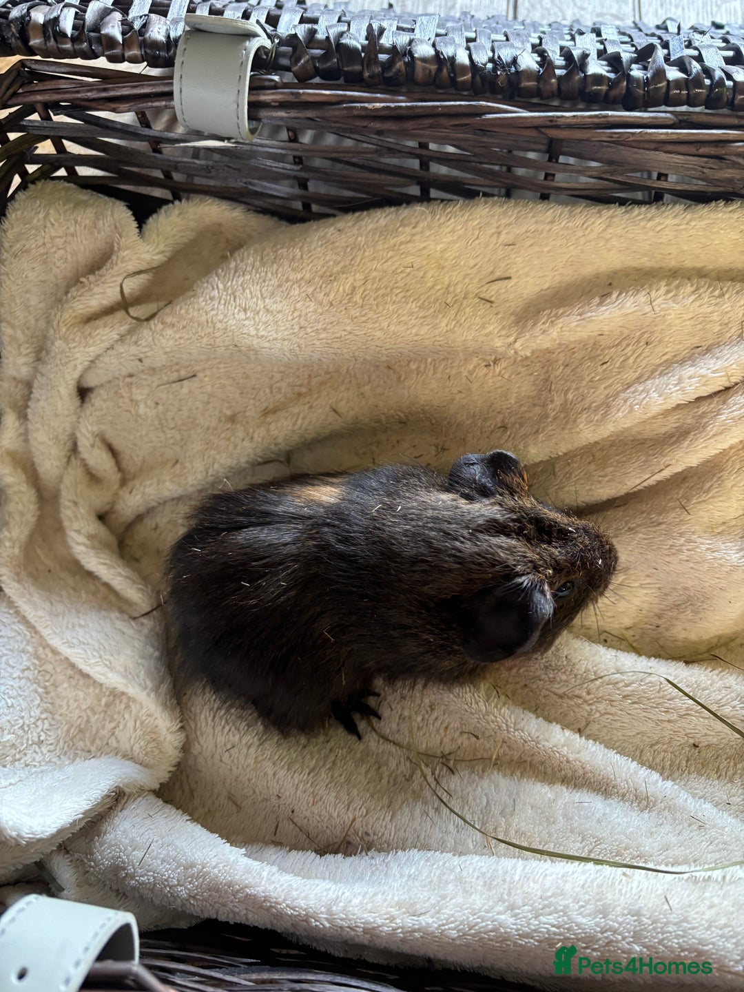 Guinea Pig rodents for sale: Beautiful baby guinea pigs for sale  - Image 15