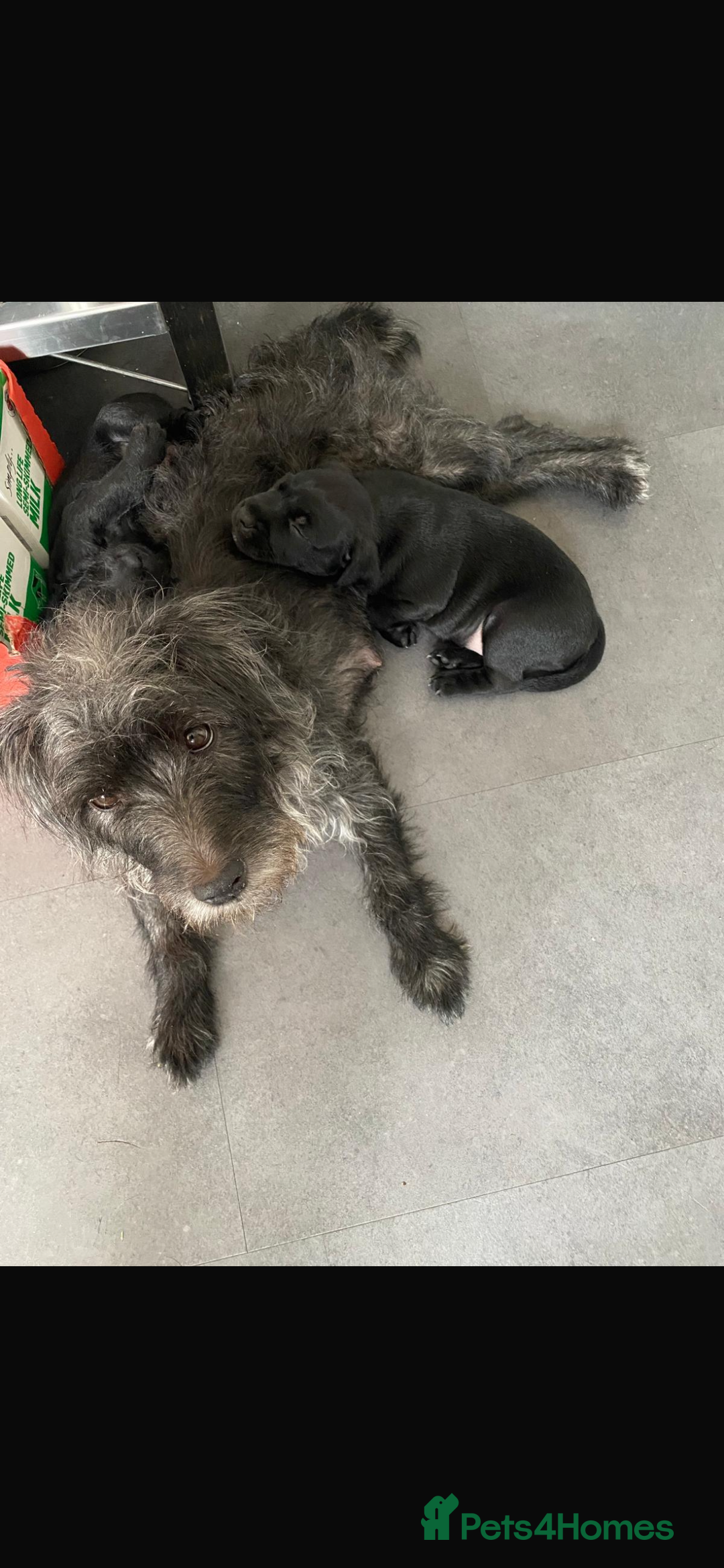 Patterdale Terrier dogs for sale: Beautiful patterdale terrier  - Image 8
