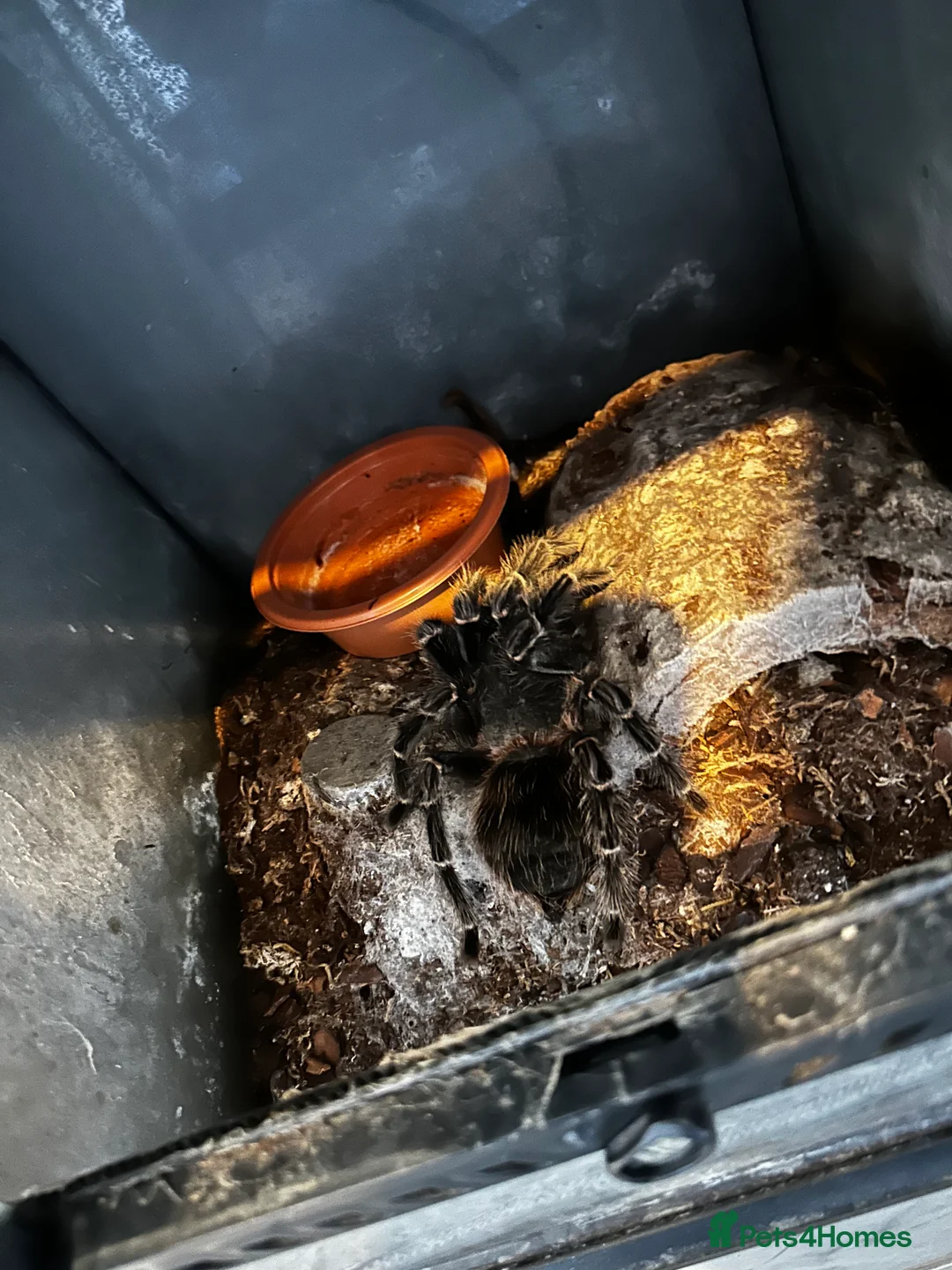 Tarantulas invertebrates for sale: Brazilian salmon pink bird eater  - Advert 1