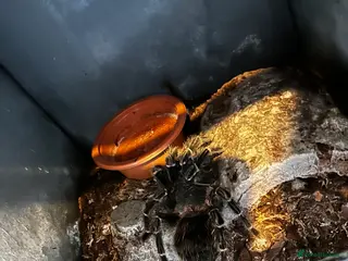 Tarantulas invertebrates Brazilian salmon pink bird eater - Advert 6