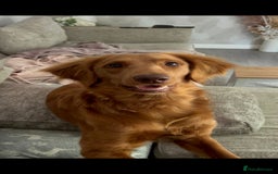 Goldendoodle dogs for stud: Beautiful deep Red goldendoodle for stud  - Image 4