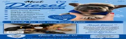 French Bulldog dogs for sale: KC beautiful  frenchies  - Advert 3