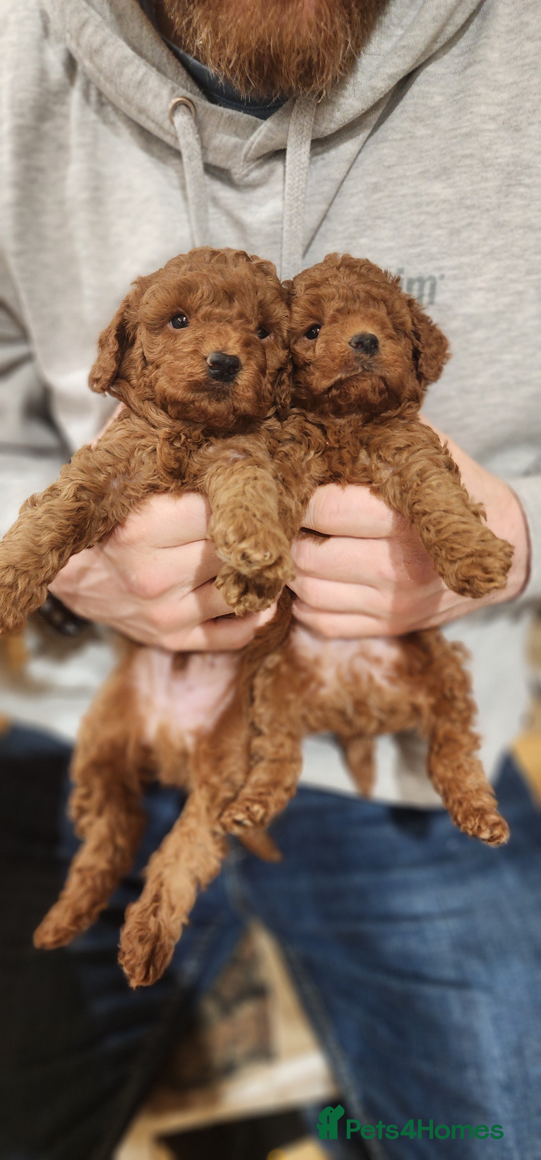 Labradoodle dogs 🐾 Beautiful F2b Mini Labradoodle Puppies  - Advert 7