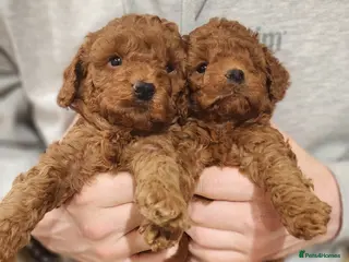 Labradoodle dogs 🐾 Beautiful F2b Mini Labradoodle Puppies - Advert 7