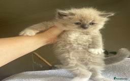 Ragdoll cats for sale: TICA registered pedigree Mink & blue point kittens - Image 19