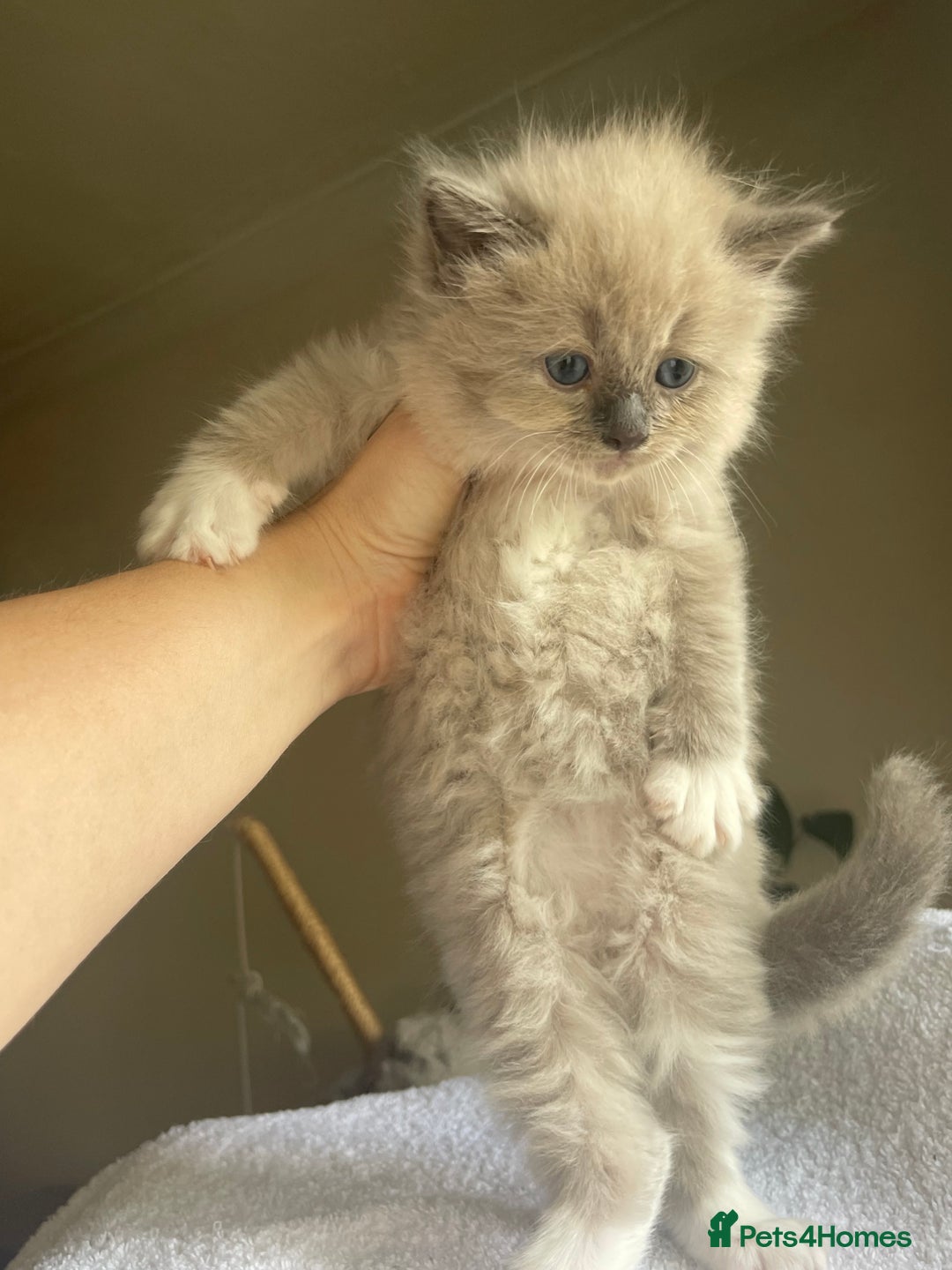 Ragdoll cats for sale: TICA registered pedigree Mink & blue point kittens - Image 19