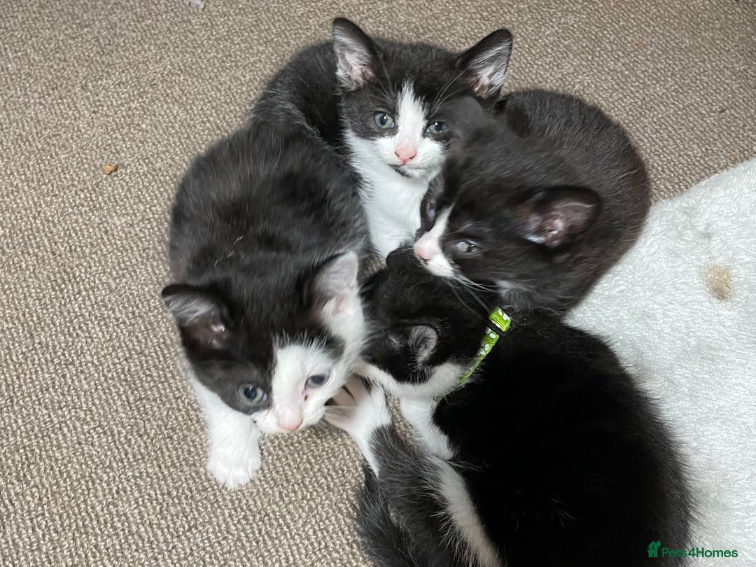 Mixed Breed cats for sale: Three energetic kittens: Noodle, Peanut and Daisy - Advert 4